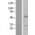 Western Blot: ASS1 Lysate [NBL1-07779] - Western Blot experiments. 
Left-Control; Right -Over-expression Lysate for ASS1